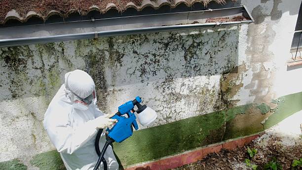 Top rated local Mold Remediation specialists in Kingsland, GA